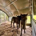 Abris pour pour bétail 6x6 m GSCT2020 Premium – Image 4